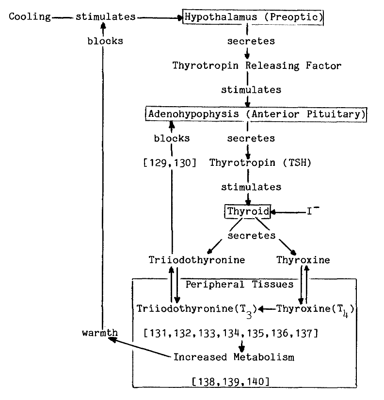 Thyroid Hormone Flow Chart